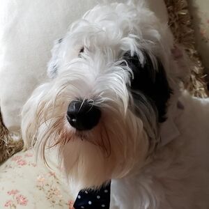 Meet your Posher, Kelley